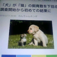 犬が猫の飼育数を下回る／調査開始から初めての結果