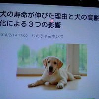 犬の寿命が伸びた理由と犬の高齢化による３つの影響