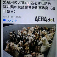 繁殖用の犬猫４００匹をすし詰め／福井県の繁殖業者を刑事告発