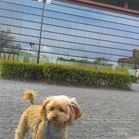愛犬と若里公園を散歩／１８年３月２４日午後４時頃