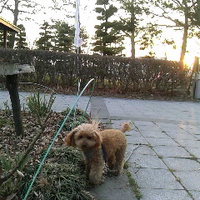愛犬と川中島古戦場を散歩／１８年３月２５日午後５時半頃