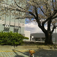 愛犬とビッグハットの桜／１８年４月８日午前１１時頃
