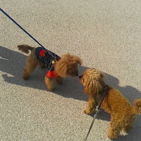 愛犬と篠ノ井中央公園を散歩／１８年４月１日午前９時頃