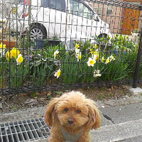 愛犬と新年度の始まり／１８年４月１日午前１０時頃