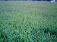 2009年07月16日