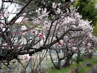 長野市も桜が開花