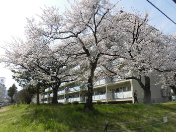 桜　満開　　　