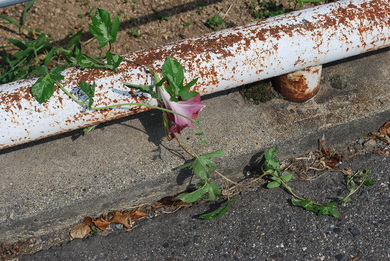 薔薇が好き
