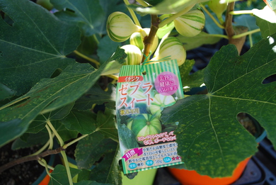 高級果物？