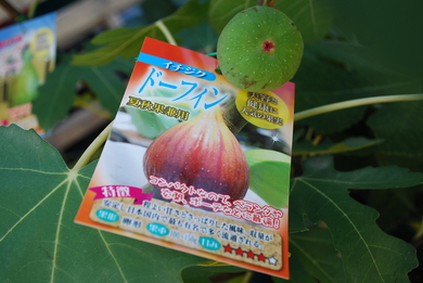 高級果物？
