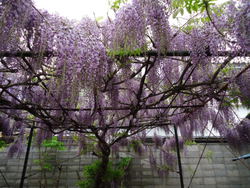 藤の花とくまんばち