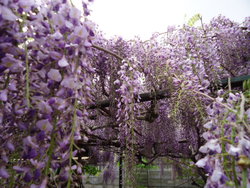 藤の花とくまんばち