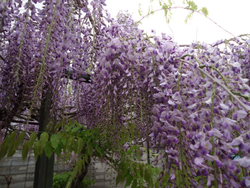 藤の花とくまんばち