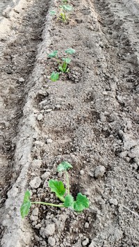 ズッキーニを育てる 6 畑に植える