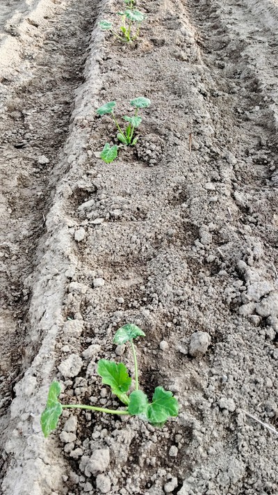 ズッキーニを育てる 6 畑に植える