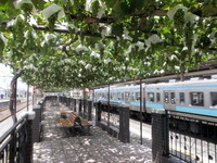 駅ホームのブドウ園（２）