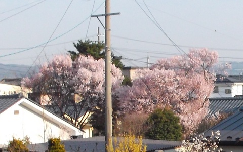 さくらサク