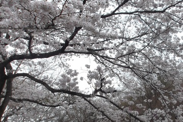 上川霊園の桜