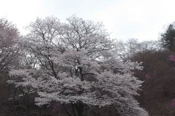 上川霊園の桜