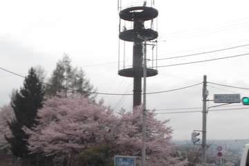 上川霊園の桜