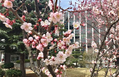 塩尻市役所庭園の梅