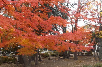 広丘小学校正門の紅葉
