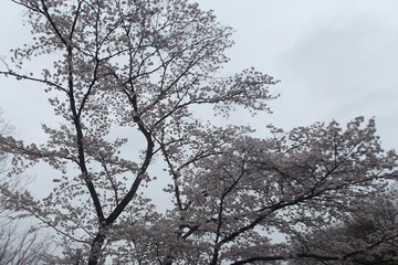 上川霊園の桜