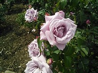 坂城のバラ祭り☆