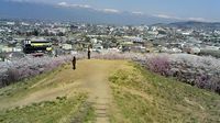 さくらと言えば・・・。