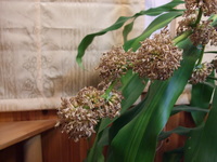 幸福の木の花～その後～