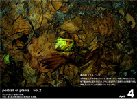 portrait of plants vol.2