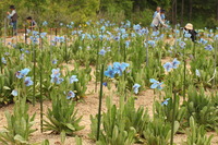 ヒマラヤの青いケシの花