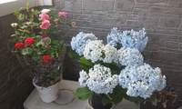 ミニバラと紫陽花