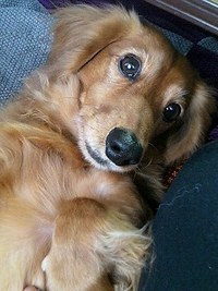 ワンコの信じられない行動