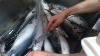 三重県紀伊長島産