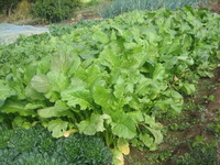 晩秋の野菜畑