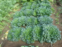 晩秋の野菜畑