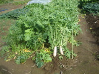 晩秋の野菜畑