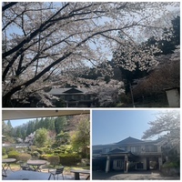 須坂温泉  古城荘（須坂市）✨露天風呂からの桜が見事！