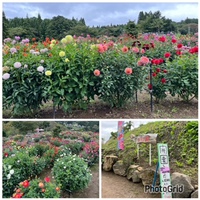 長野大岡ひなたダリア園！（長野市）