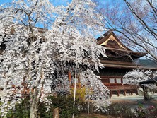 sakurasakura