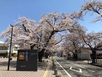 さくらは満開