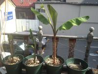 ２年目のバナナスタート