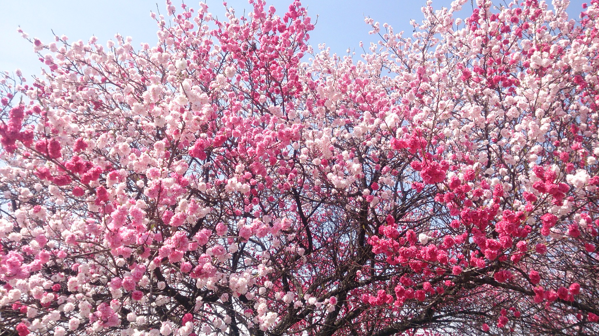 花桃見つけました(o^－^o)