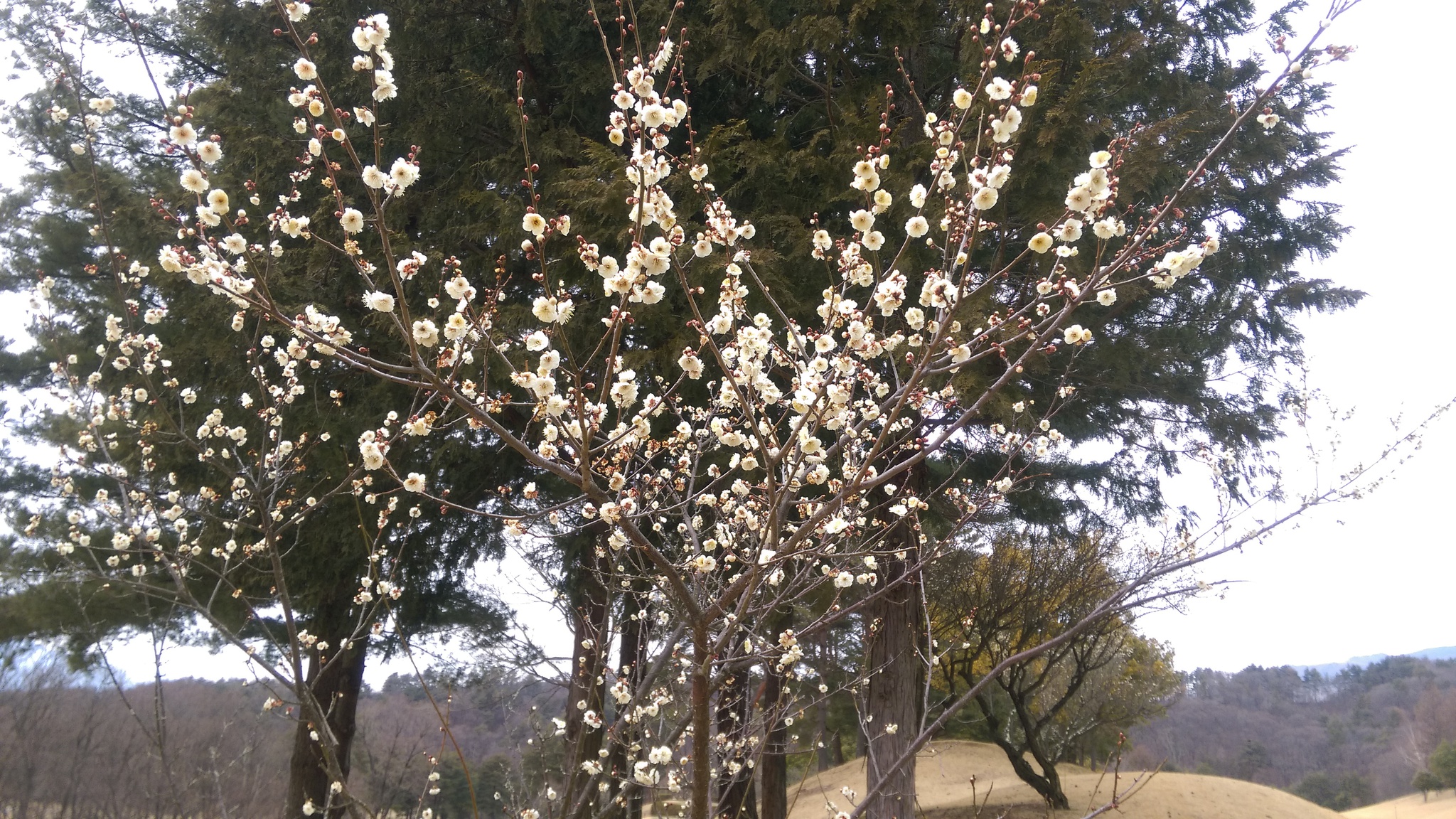 春ですねぇ