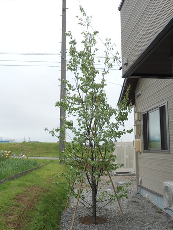 飯島町　F邸　植栽工事　その１