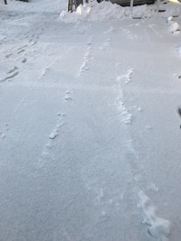 久々に・・・(ｰ ｰ;)