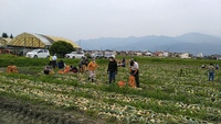 イベント終了 安曇野玉ねぎ祭り 2022.06.18 2022/06/19 19:00:00