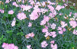 ナデシコの花
