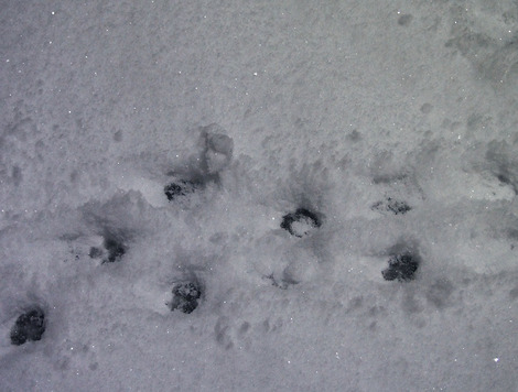 キラキラ輝く雪